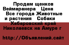 Продам щенков Веймаранера › Цена ­ 30 - Все города Животные и растения » Собаки   . Хабаровский край,Николаевск-на-Амуре г.